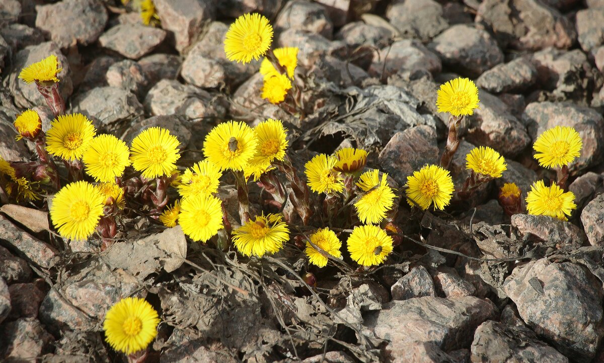 И на камнях цветут... - Наталья Герасимова И на камнях цветут... - Наталья Герасимова