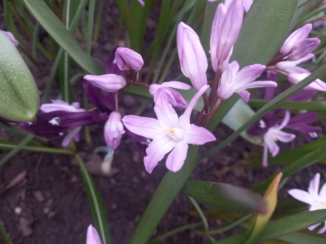 Хионодокса - Сапсан 