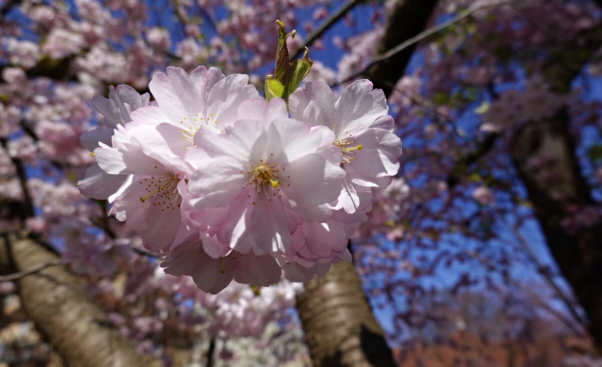 Вишни в полном цвету!... - Галина Вишни в полном цвету!... - Галина