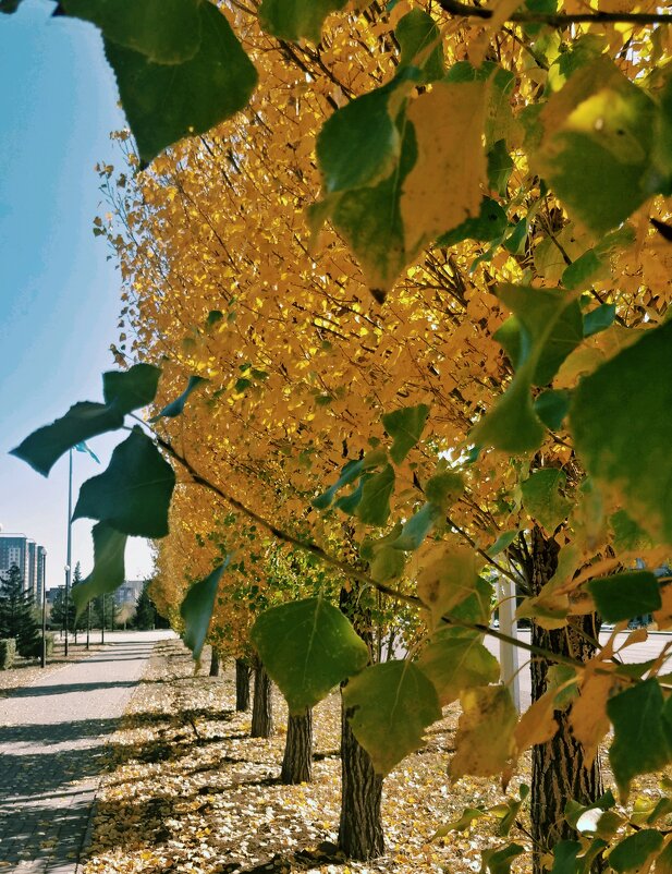 Золотая осень - Андрей Хлопонин Золотая осень - Андрей Хлопонин