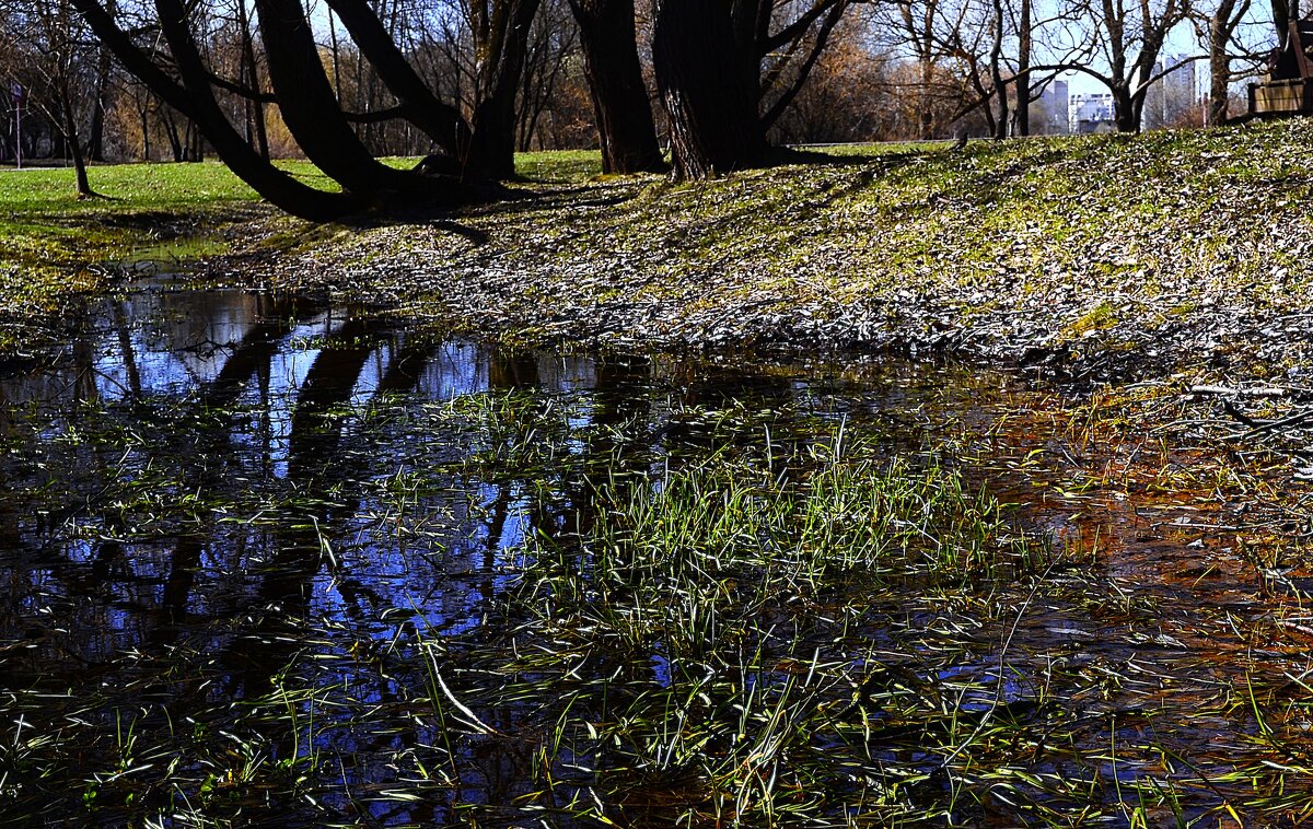 Заболоченная низина. - Василий Палий