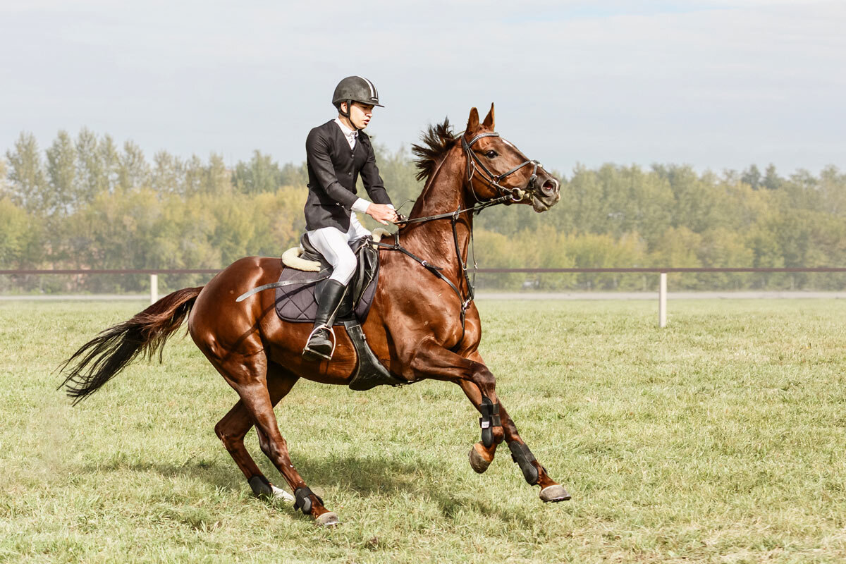 Конкур - SanSan 