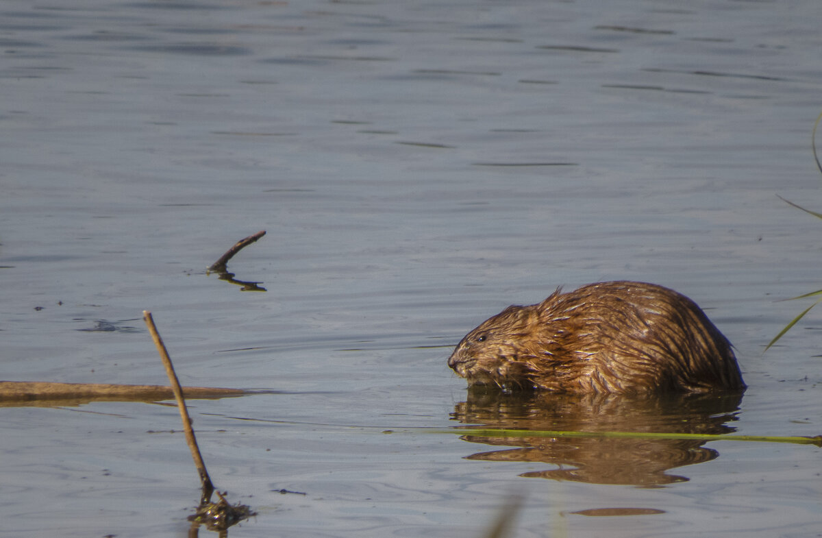 Ондатра - Сергей Цветков