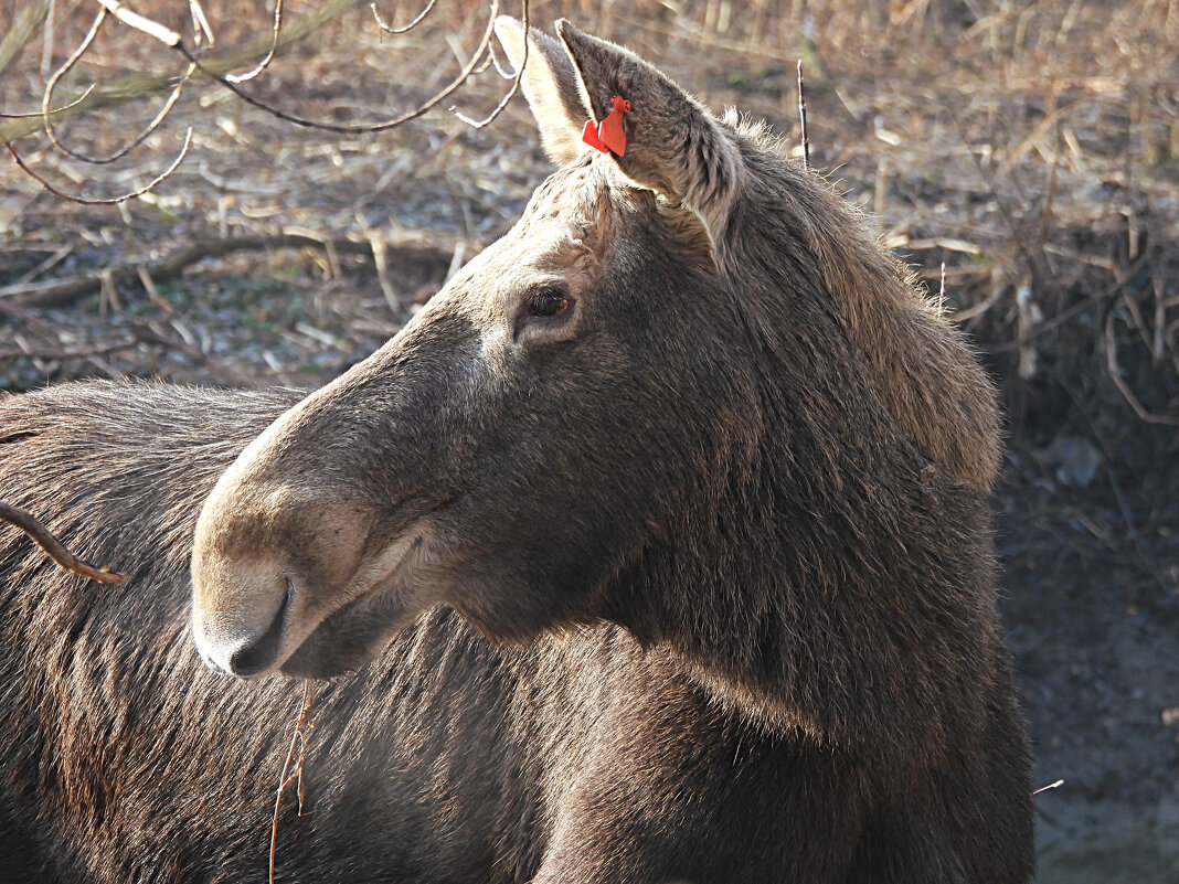 Портрет лосихи - Лина Портрет лосихи - Лина