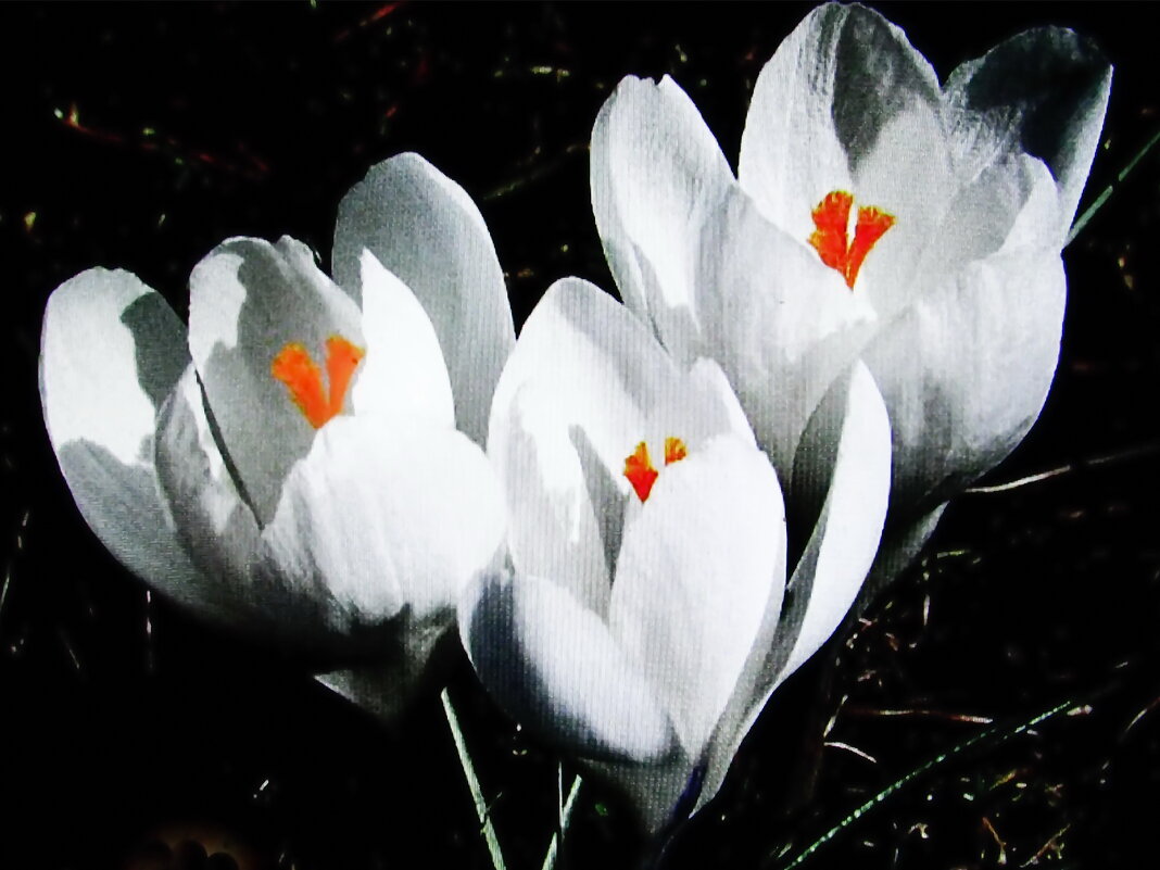 Белые красавцы - Людмила Смородинская