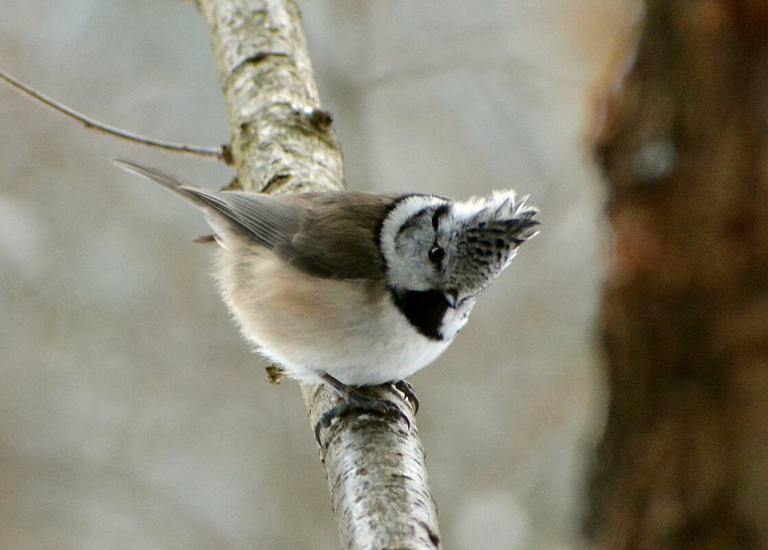 Гренадерка - Владислав Иопек Гренадерка - Владислав Иопек