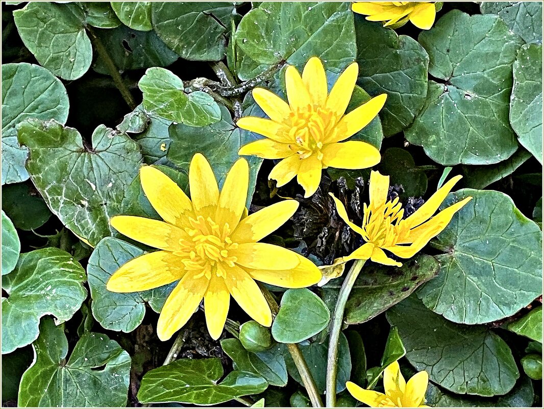 Чистяк весенний. - Валерия Комова Чистяк весенний. - Валерия Комова