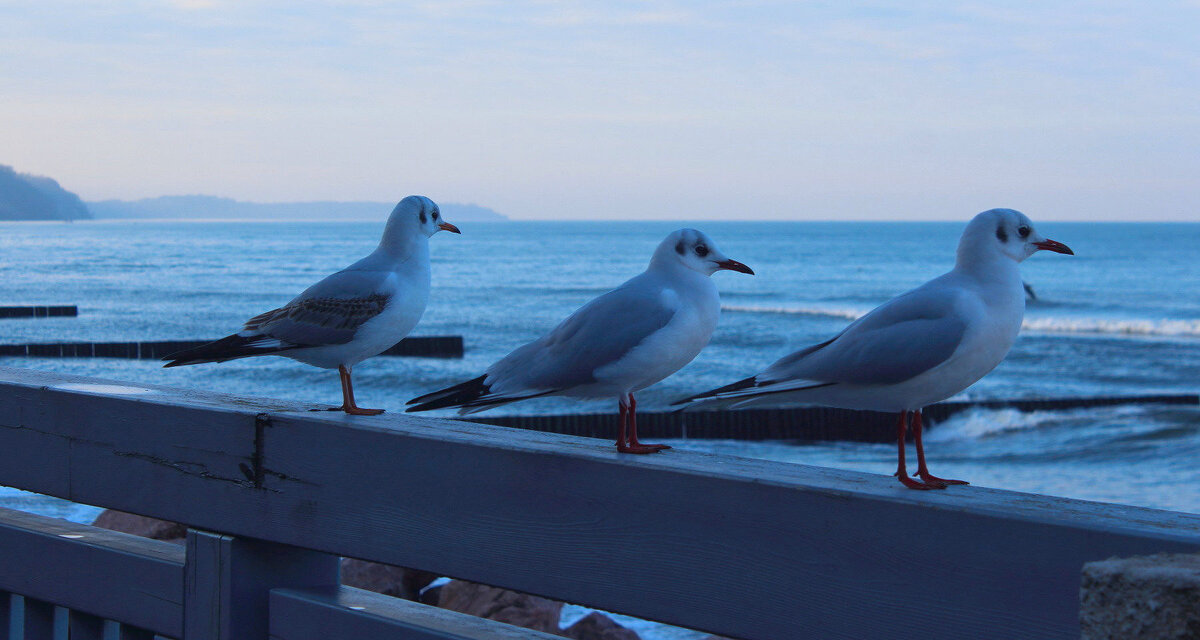 Вечер - Августина 