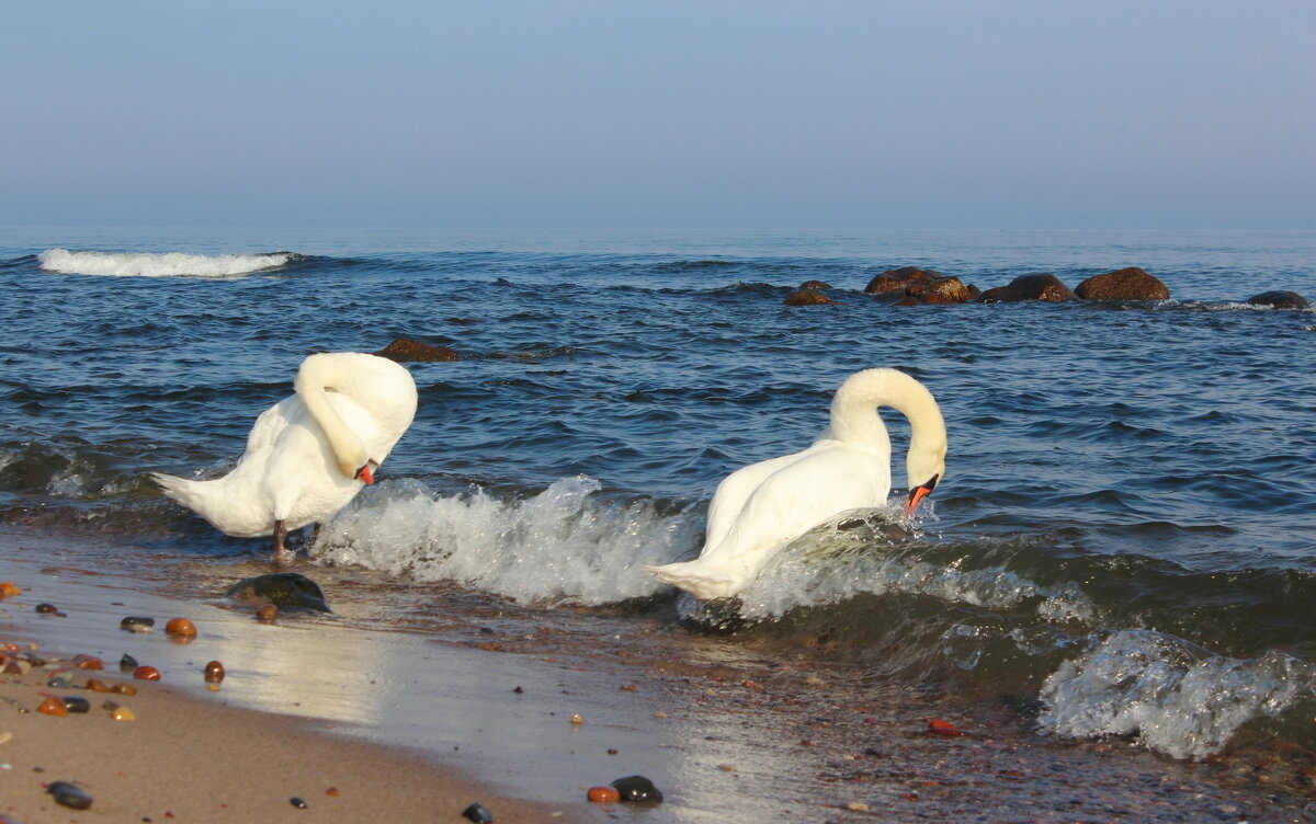 Балтийские лебеди - Августина 
