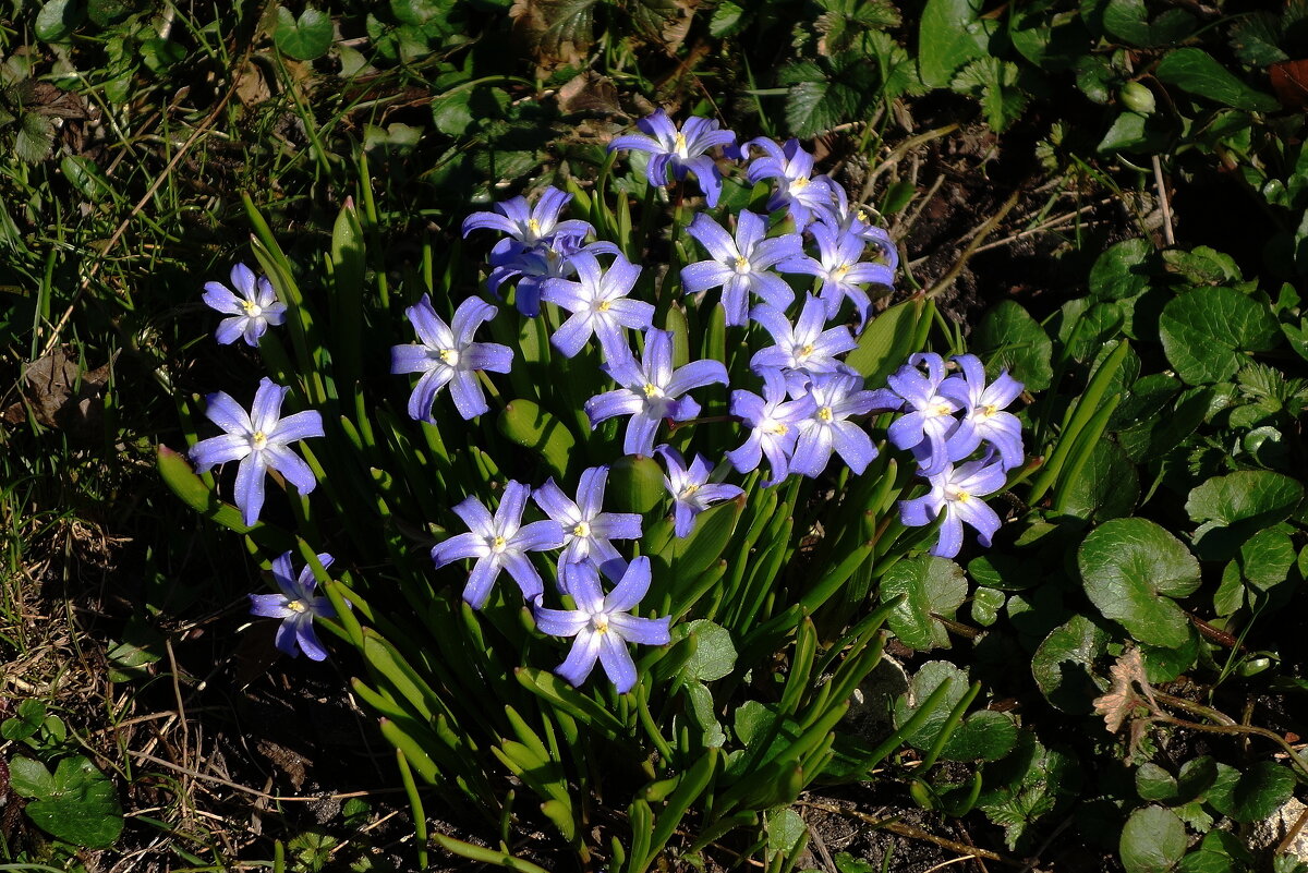 Пролеска - Рита Симонова