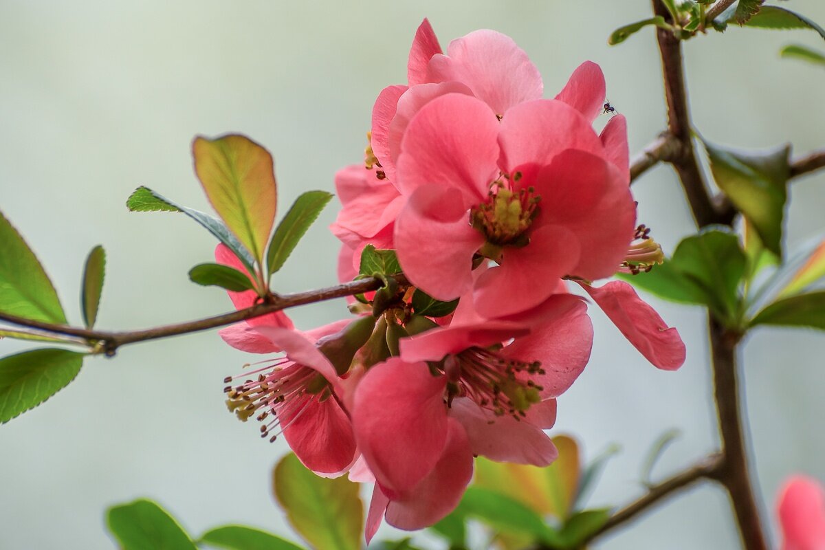 Айва - Игорь Сикорский