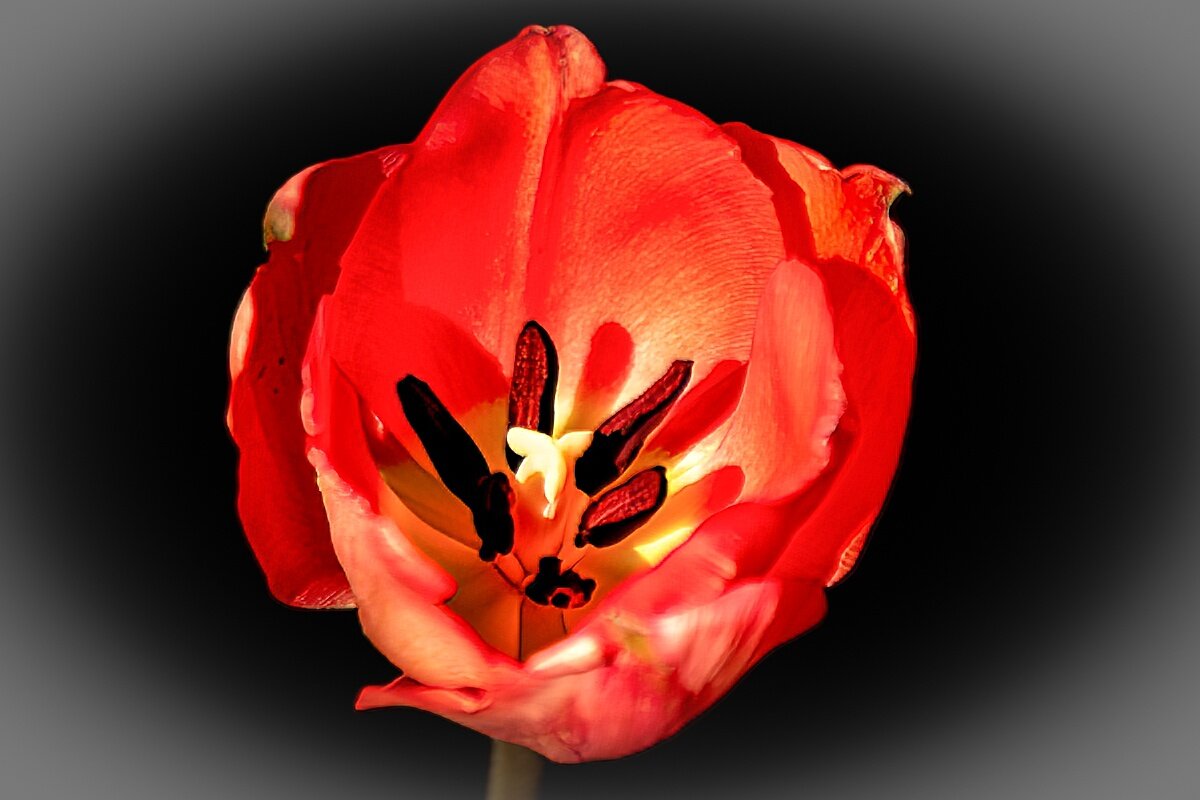 Тюльпан - Игорь Сикорский Тюльпан - Игорь Сикорский