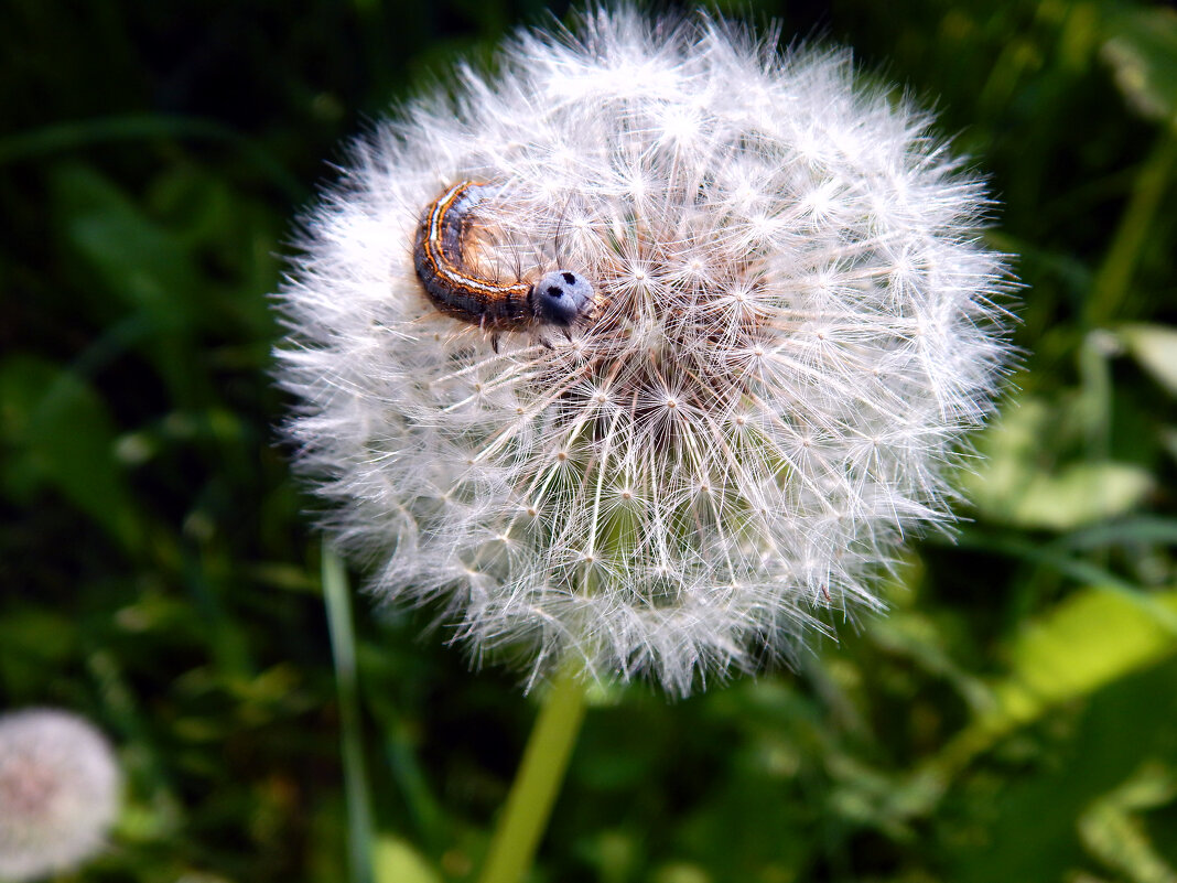 А вот и Здравствуйте! - Александр Ковальчук А вот и Здравствуйте! - Александр Ковальчук