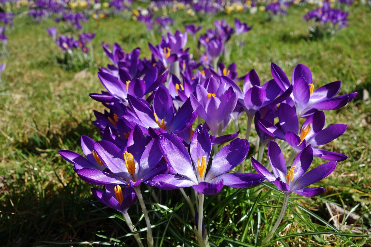 Земля смеётся цветами! Ральф Уолдо Эмерсон... - Галина 