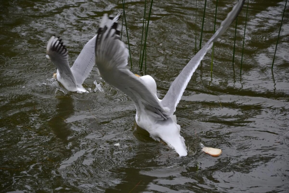 Погоня - Надежда 