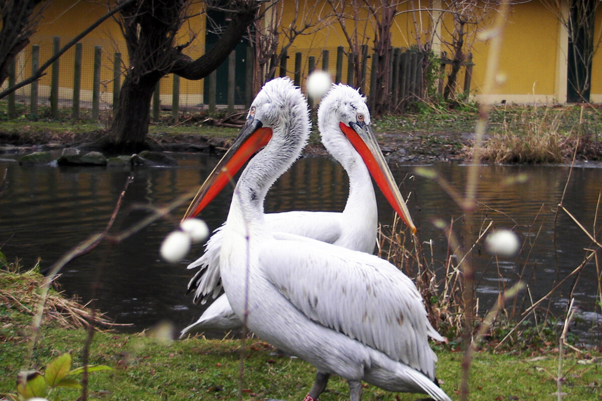 Пеликаны - Ирина Ватолина Пеликаны - Ирина Ватолина