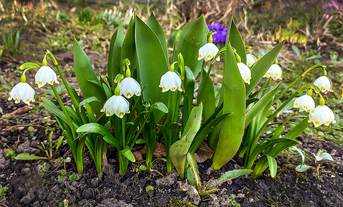 Белоцветник весенний - Oleg S Белоцветник весенний - Oleg S