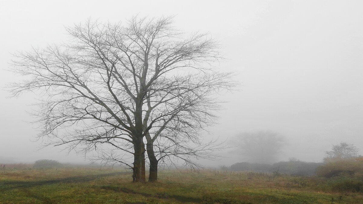 В тумане встретились два одиночества. - Татьяна Нефедьева. В тумане встретились два одиночества. - Татьяна Нефедьева.