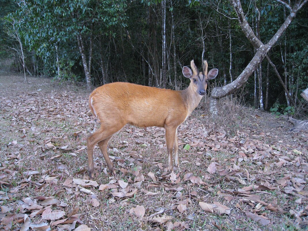 Оленька. - unix (Илья Утропов)