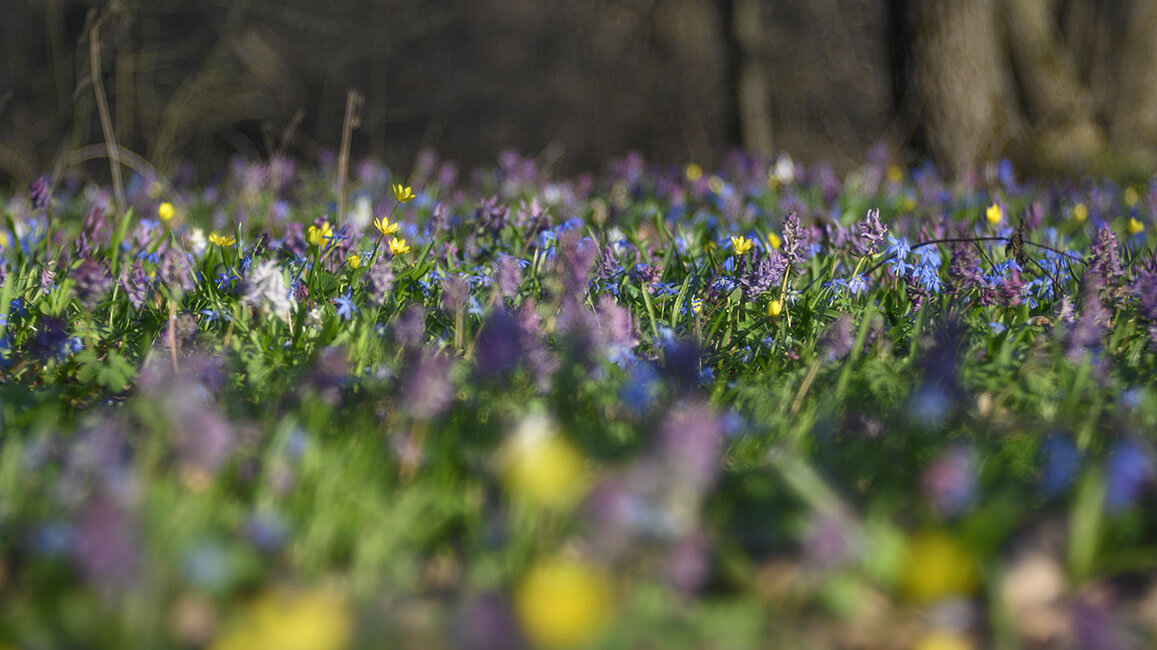 Цветы апреля - Сергей Цветы апреля - Сергей