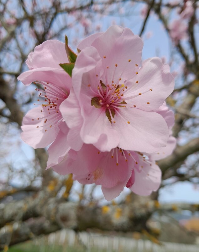 нежность - Olga 