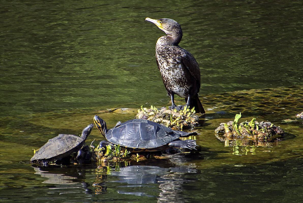 ***** - Андроник Александр ***** - Андроник Александр