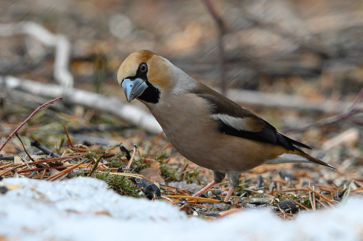 Дубонос - Дмитрий 