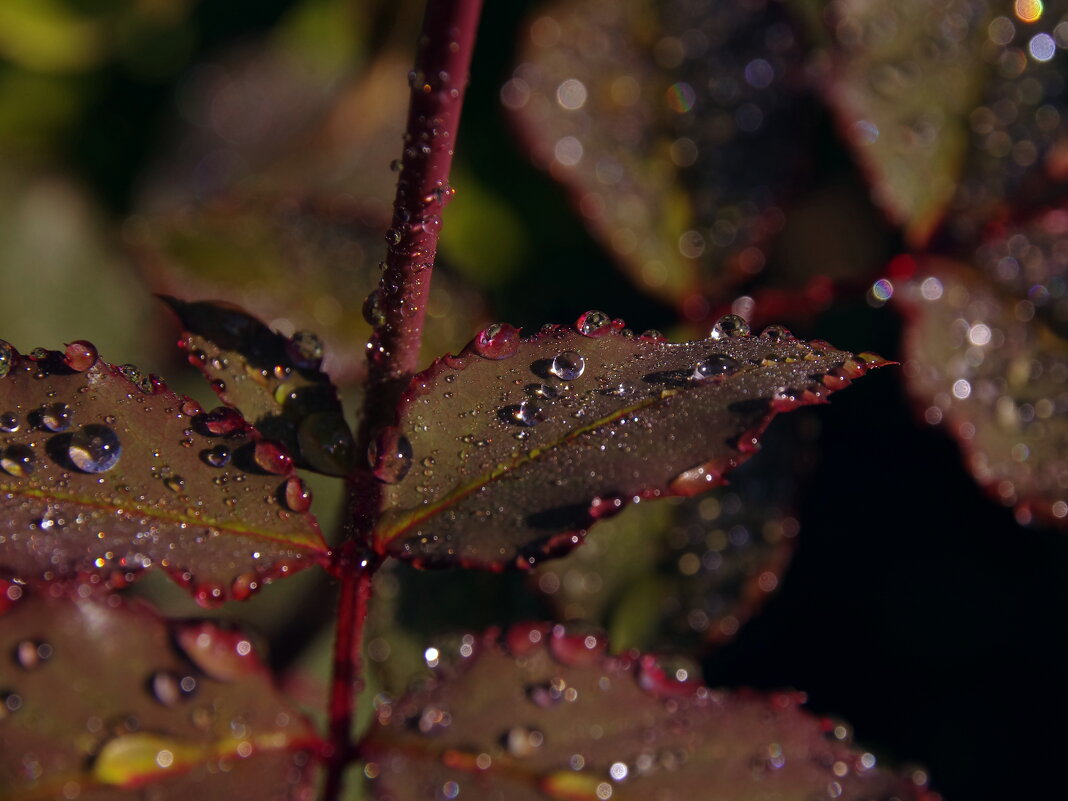 капли на листьях - Сергей Швечков капли на листьях - Сергей Швечков