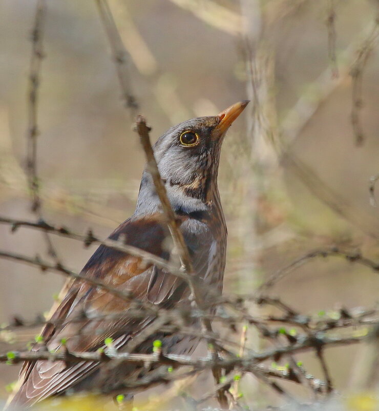 прятки... - Andrey Bragin 