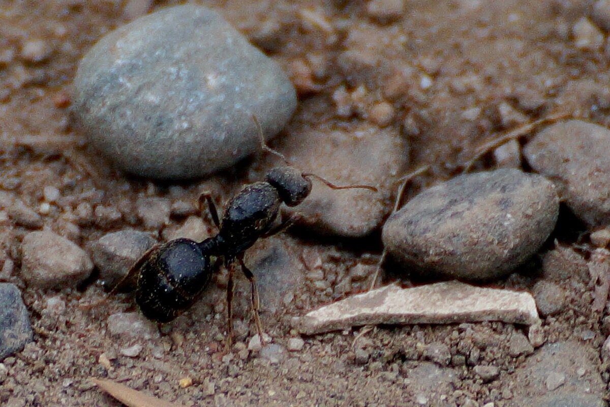 Про одного муравья... - Николай Саржанов Про одного муравья... - Николай Саржанов
