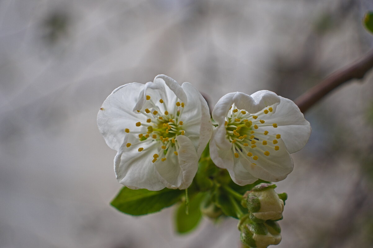 Цветение вишни . - Giant Tao / Цветение вишни . - Giant Tao /