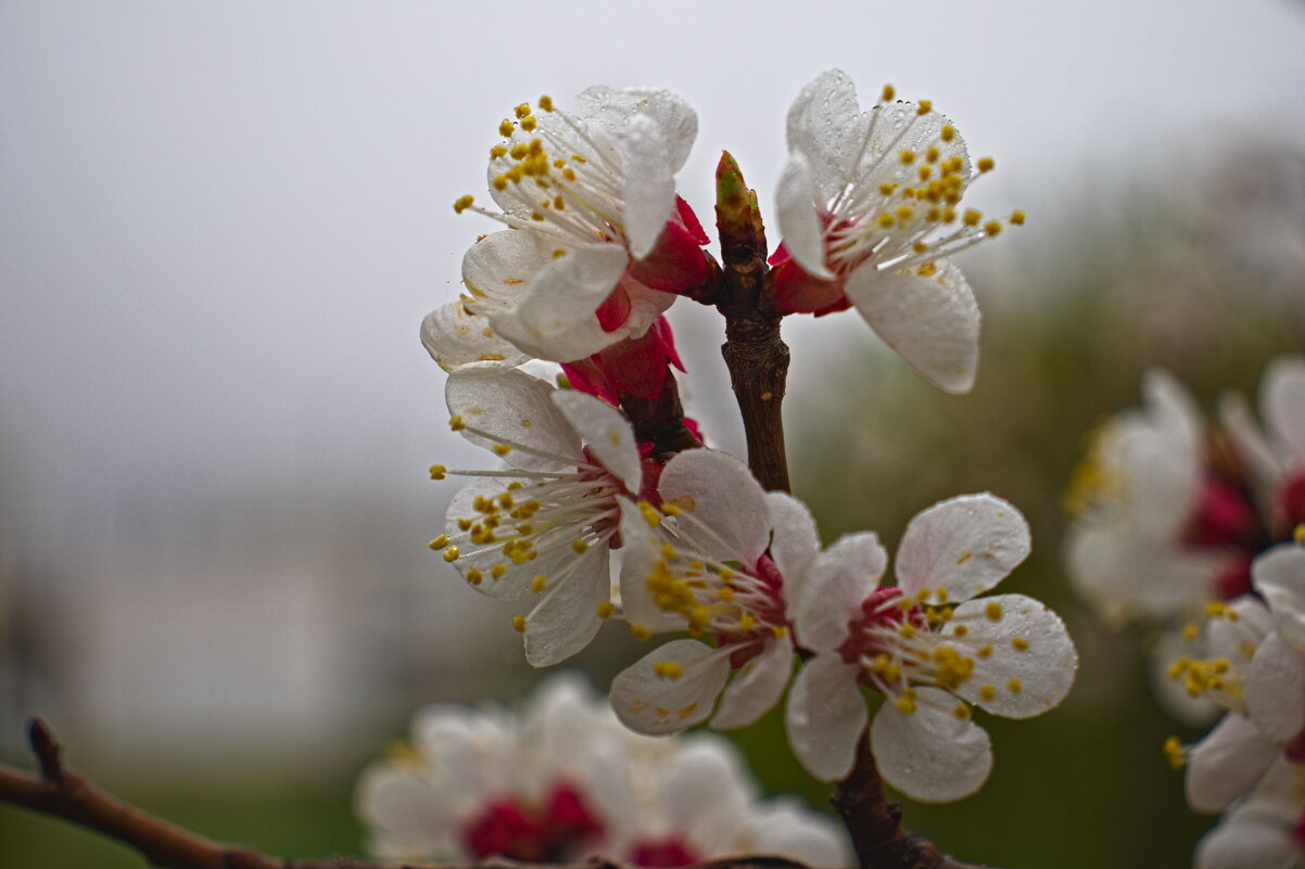 веточка миндаля. - Giant Tao /