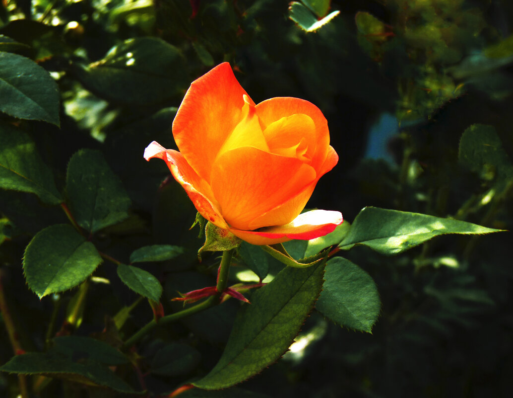 Флорибунда - Валентин Семчишин Флорибунда - Валентин Семчишин