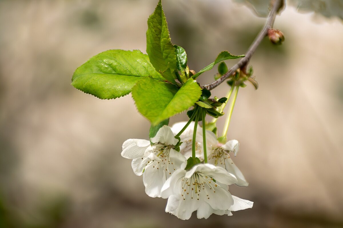 вишня - Игорь Сикорский