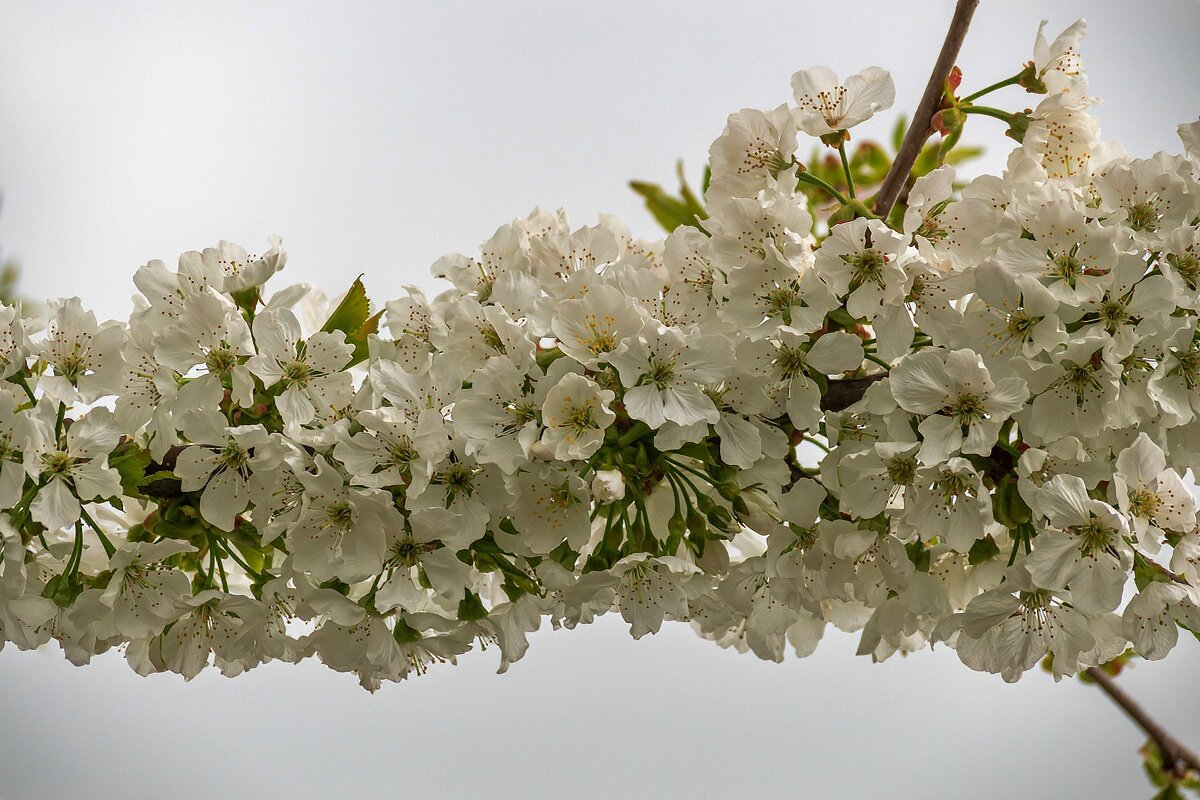 Черешня - Игорь Сикорский