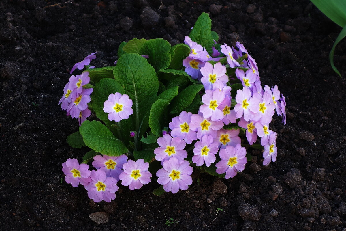 Примула - Рита Симонова Примула - Рита Симонова