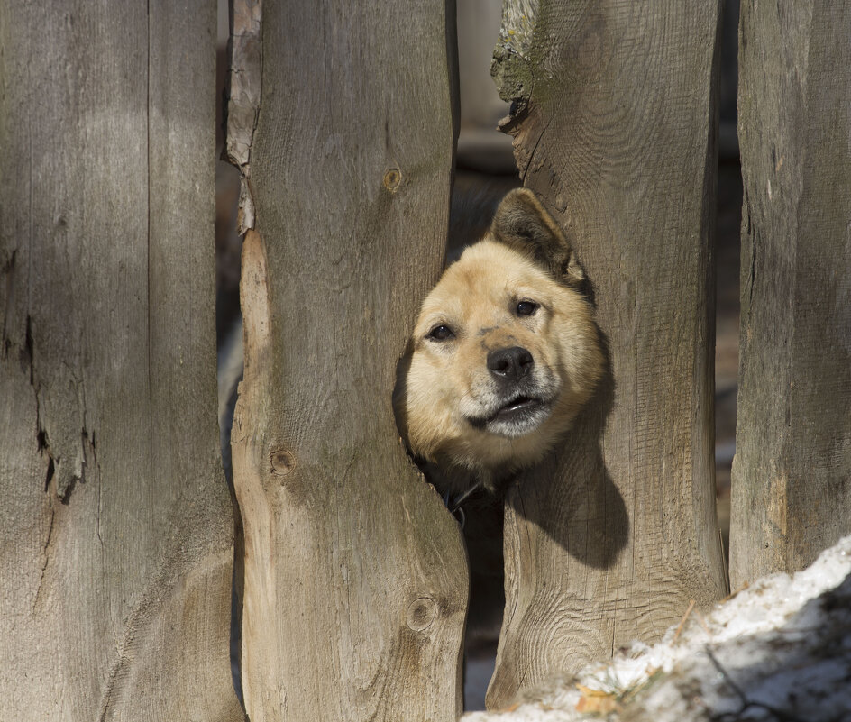 Нравится мне эта морда ! - Олег Денисов Нравится мне эта морда ! - Олег Денисов