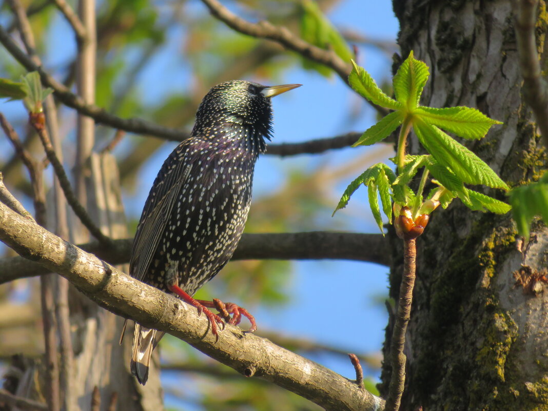 Гордый орёл - Валерий Ткаченко Гордый орёл - Валерий Ткаченко