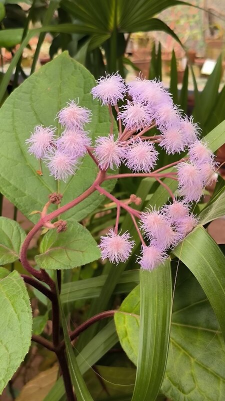 В субтропиках. - Ольга В субтропиках. - Ольга