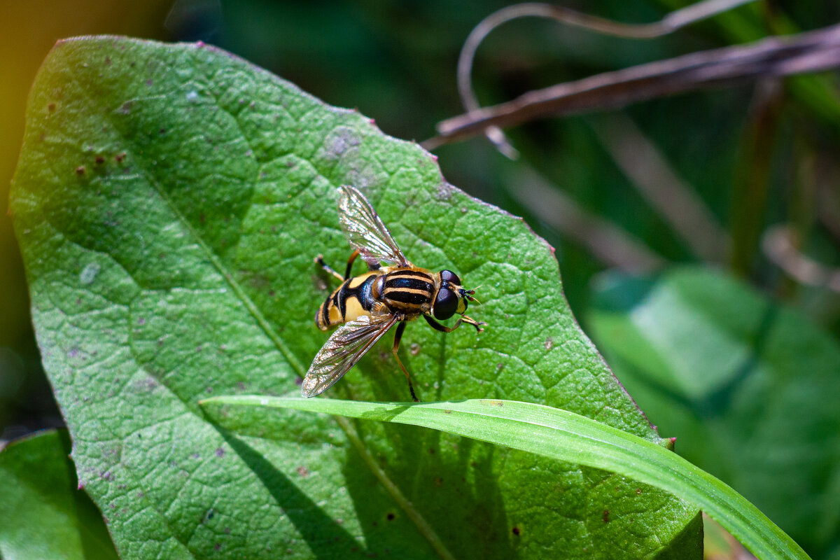 Маленький полосатый мух. - Alexandr Gunin Маленький полосатый мух. - Alexandr Gunin