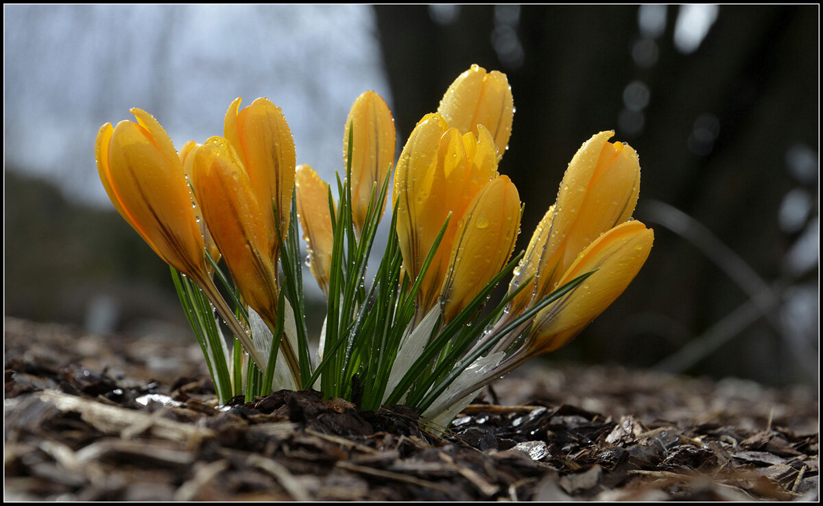 Крокус желтый - Aleksandr Gal Крокус желтый - Aleksandr Gal