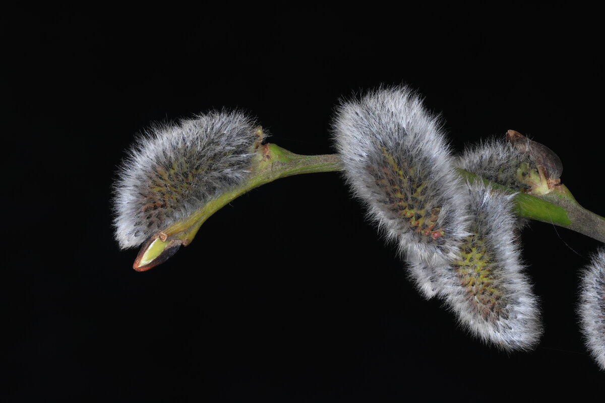 цветы - Vlad Krrr