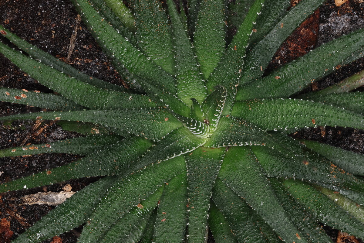 цветы - Vlad Krrr