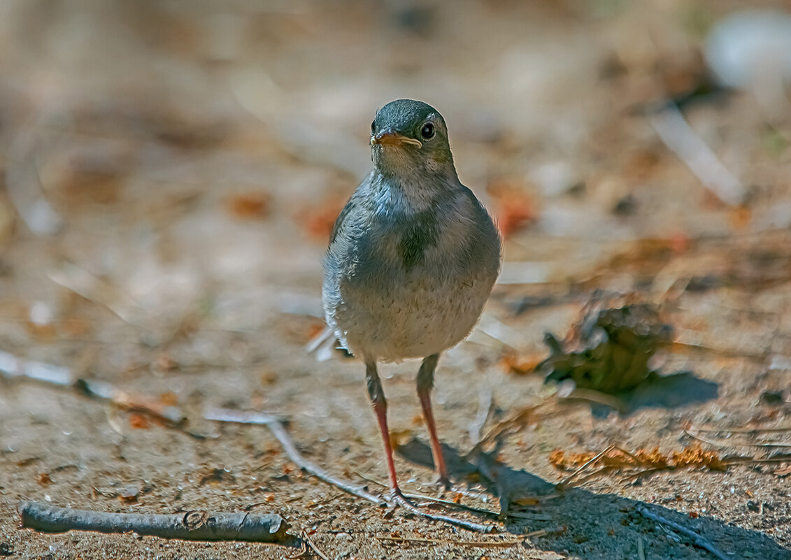 Вы слыхали как поют дрозды... - Николай Феофанов Вы слыхали как поют дрозды... - Николай Феофанов