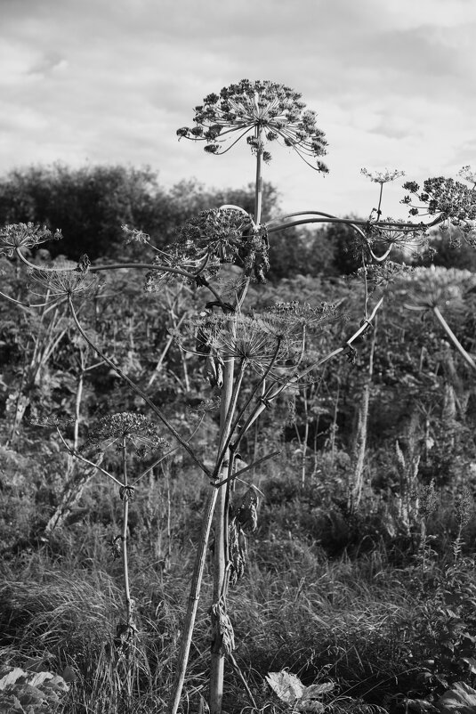 Название отсутствует - Денис Безногов Название отсутствует - Денис Безногов