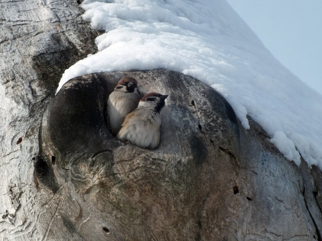 ** - Зоя Мишина ** - Зоя Мишина