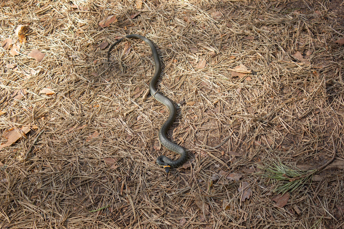 Про ужика. - Михаил "Skipper" Про ужика. - Михаил "Skipper"