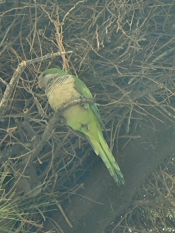И снова попугаи - Светлана Хращевская