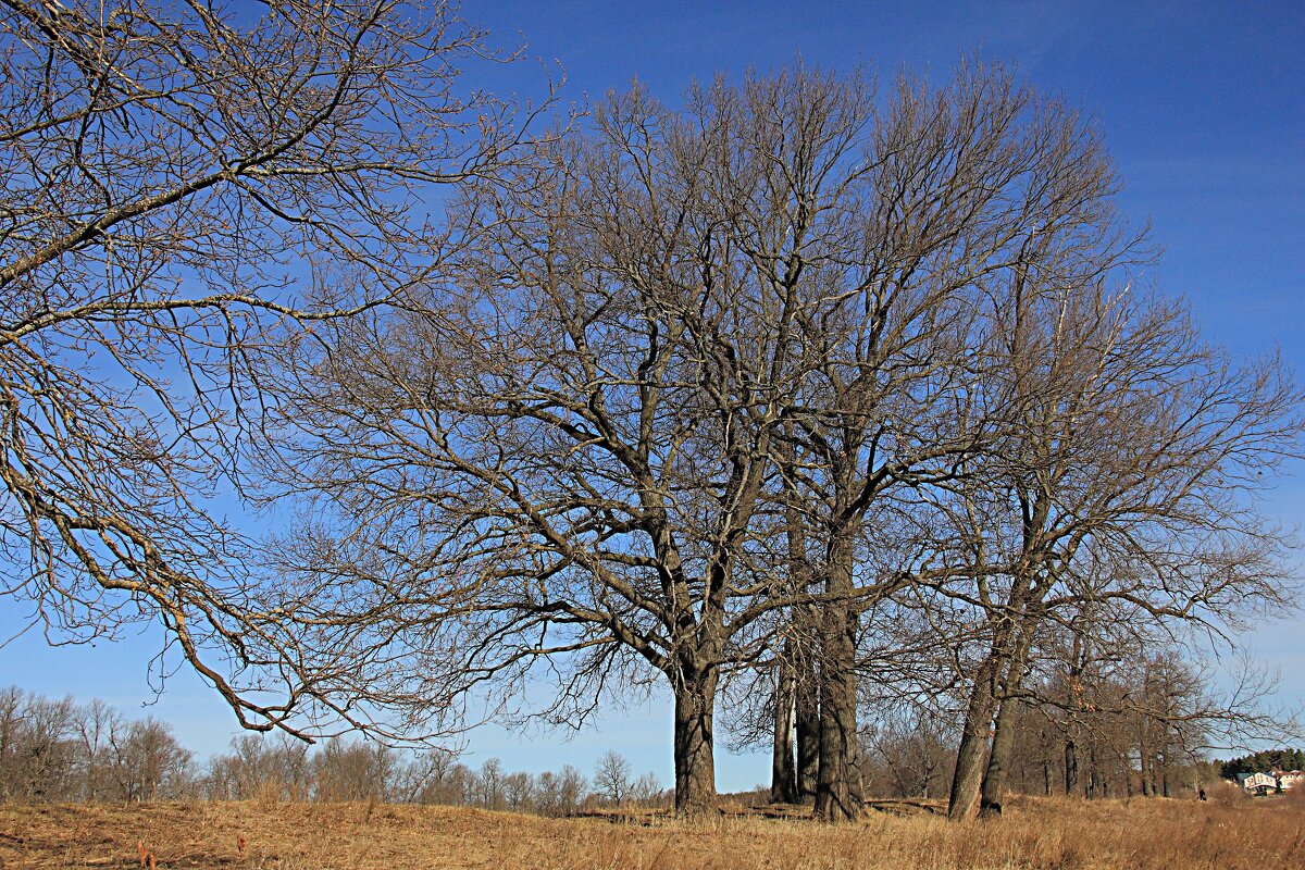 Дубы - Евгений Корьевщиков Дубы - Евгений Корьевщиков