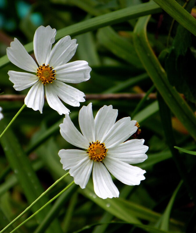 Любопытные космеи. - nadyasilyuk Вознюк Любопытные космеи. - nadyasilyuk Вознюк